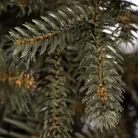 Élethű, prémium műfenyő - 220 cm - alpesi lucfenyő, talppal
